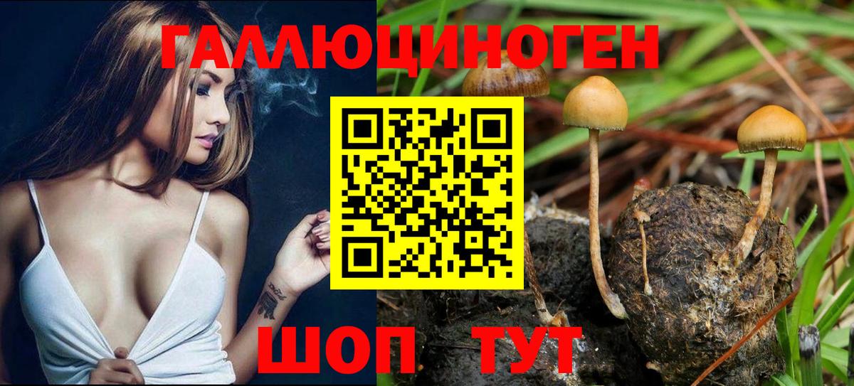 Людиново  Галлюциногенные грибы Psilocybe  Вход с VPN  Псилоцибиновые грибы Psilocybe 